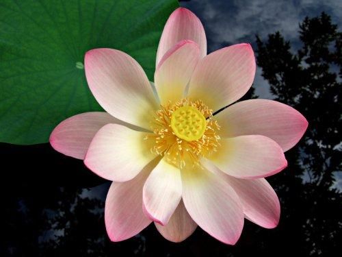 Mindfulness and Loving Kindness