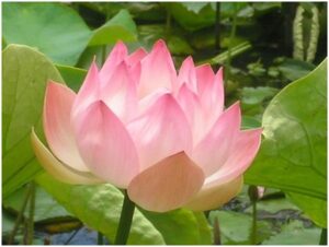 Northern California Programs