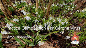 Practice Compassion for Corona Virus – Demo Rinpoche Sunday Talk 36